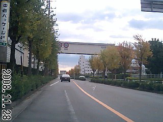 トウカエデの街路樹