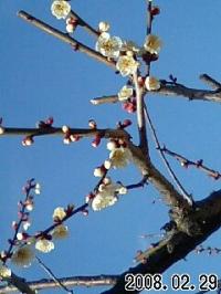 梅の花 まもなく見頃に