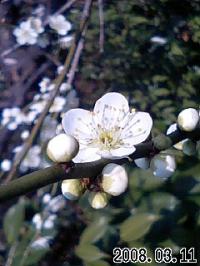 梅満開 ただ今 見頃!