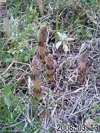 出た 出た つくし・・