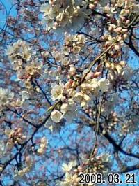 サクラサク」本日開花」」」五条川の彼岸桜」」