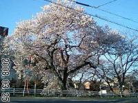 羽黒・五条川 櫻だより 彼岸桜