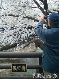 五条川 サクラ満開!