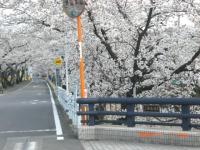 五条川 サクラ満開!