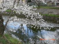 五条川・川面に映して春本番!