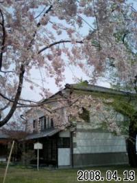 八重桜 満開 小弓の庄