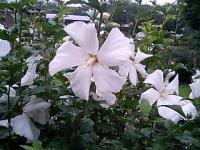 咲いた 咲いた ムクゲの花が