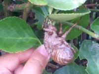 夏 本番近し ・・・ セミの季節