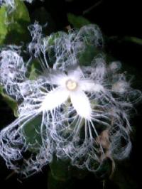 幻想の花・カラスウリ開花