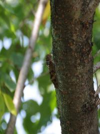 ‹‚¢! ‚¿‚å‚Á‚ƈꕞEEE–ûä