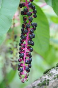 残暑 ヨウシュヤマゴボウの実