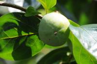 立秋過ぎて秋へ一歩