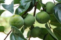 立秋過ぎて 柿 元気