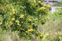 残暑も峠か 秋近し-栗の木