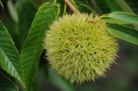 残暑も峠か? 味覚の秋近し