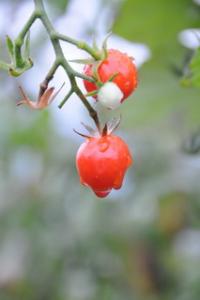 晩夏の朝 雨上がり ミニトマト