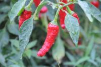 晩夏の朝 雨上がり 唐辛子