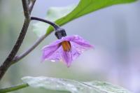 晩夏 朝露 ナスの花