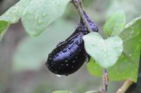 晩夏 雨上がり 秋茄子