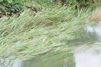 夏の終わりか 集中豪雨 濁流の跡