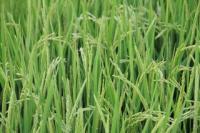 夏の終わり。 稲田に稲の穂。稲の花。