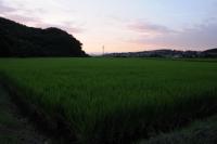 秋近し 夕暮れの田んぼ