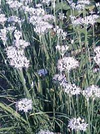 秋冷の朝 ニラの花