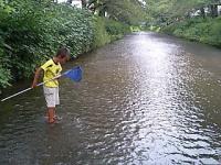 五条川の夏。 おさかな いるかなあ。