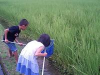 田んぼで生き物さがし。なにがいるかな?