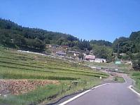 たわわの稲穂 上代田の棚田(八百津町北山)