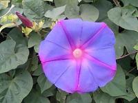 初秋の花 舶来の朝顔