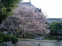 四季桜(十月桜)