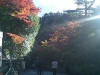 継鹿尾山 寂光院 もみじ寺