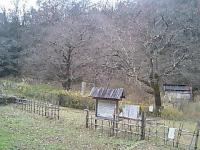 ひとつばたご 自生地 冬景色