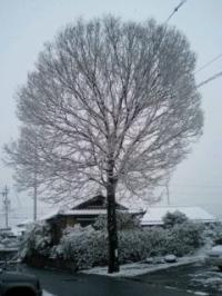 雪の花 満開