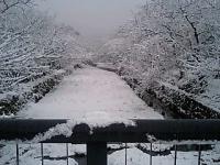 初雪 五条川 サクラ並木 白化粧