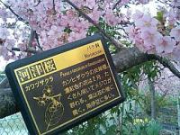 河津桜 満開(小牧市小松寺木津用水路)