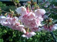 河津桜 花房