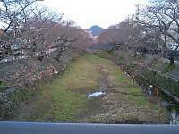 五条川のサクラ並木 つぼみ膨らむ