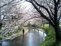 五条川のサクラ並木 花いかだ