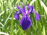 カキツバタ。 知立市八橋かきつばた園