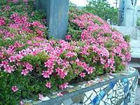 さつき(JR高蔵寺駅北・ふれあい公園)