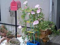 あさがお たくさん咲きました