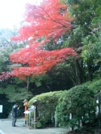 継鹿尾山寂光院 もみじ寺