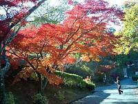 明治村で 紅葉狩り