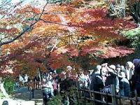 香嵐渓の紅葉