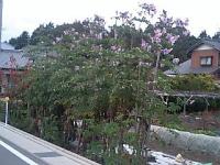 皇帝ダリア (八幡前住宅附近にて)