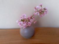 河津桜
