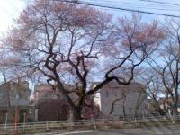 彼岸桜 開花 (20110323 五条川)