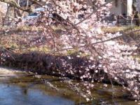 彼岸桜 八分咲き (201100326)五条川